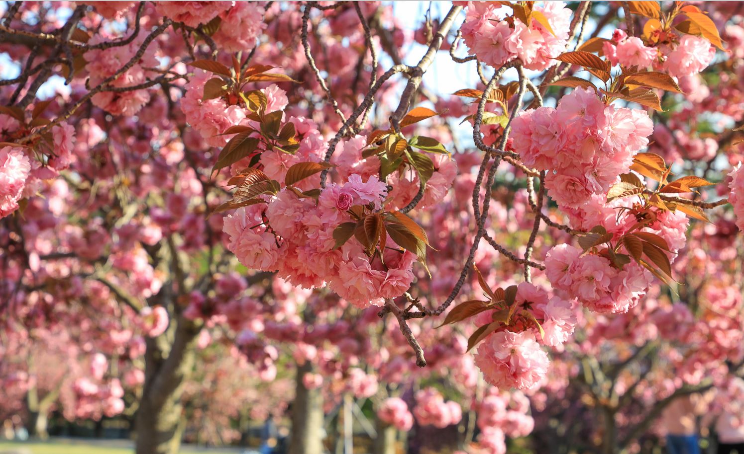 [KTX] 천년고도 경주 봄꽃나들이 & 세계문화유산 지식 가이드 기차여행(당일)